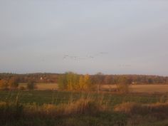 a flock of birds flying over a lush green field next to a tree filled forest