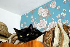 a black cat sitting on top of a wooden chair next to a flowered wallpaper