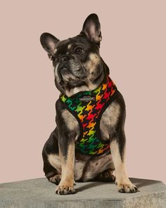 a dog sitting on top of a stone slab wearing a colorful harness and looking at the camera