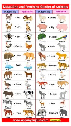 the different types of animals that are in each animal's body and their names