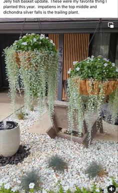 some plants that are growing out of the ground in front of a building with rocks and gravel