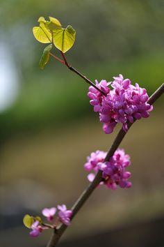 a branch with purple flowers and green leaves