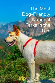 a dog standing on top of a mountain with the words, the most dog - friendly national parks in the u s