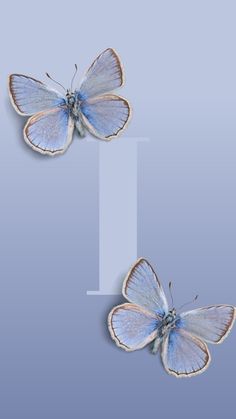 two blue butterflies sitting on top of each other in front of a light blue background