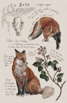 the fox and other animals are depicted in this drawing