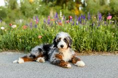 a dog laying on the ground in front of flowers