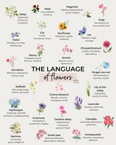 the language of flowers is shown in this graphic style, which includes different types of flowers