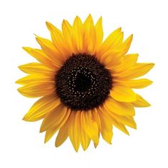 a large yellow sunflower on a white background