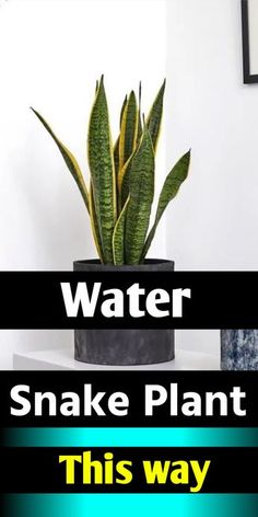 a snake plant sitting on top of a white table