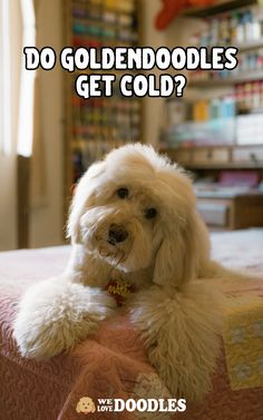 a white dog laying on top of a bed next to a book shelf with the words do goldendoodles get cold?