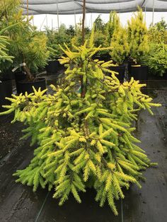 a small pine tree in a greenhouse