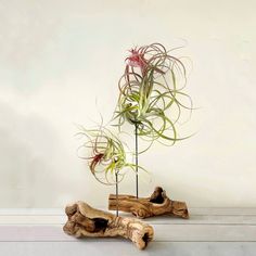 two wooden sticks with plants in them on a table