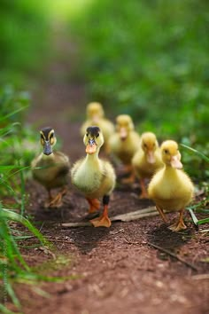 several little ducks are walking down a path in the grass and some dirt, with one duckling looking at the camera