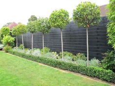 a row of trees next to a black fence