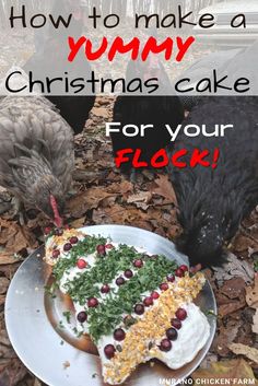 Christmas treat cake for chickens! Decorating Chicken Coop For Christmas, Cake For Chickens, Suet Cakes For Chickens, Chicken Christmas Tree, Yogurt Icing, Introducing Chickens To New Flock, What Can Chickens Eat, With Cornbread