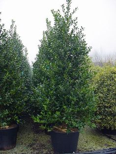 three potted trees sitting on top of a dirt ground next to bushes and shrubbery