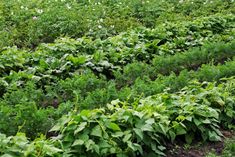 a field with lots of green plants growing on it