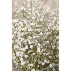 small white flowers are blooming in the field