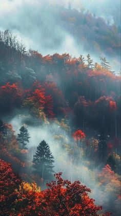 foggy forest with trees in the foreground and colorful foliage on the hillside below