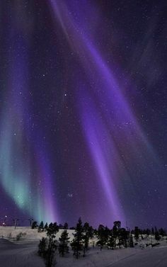 purple and green aurora bores in the night sky above snow covered ground with trees