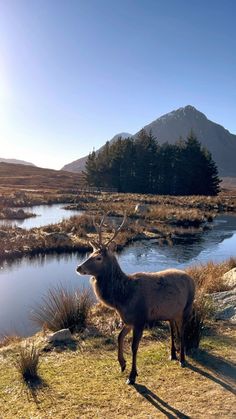 a deer standing on top of a grass covered field next to a river and mountains