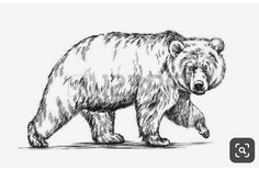 a black and white drawing of a bear