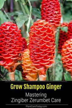 some very pretty red flowers with the words grow shampoo ginger mastering zingiber zumbet care