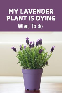 a potted plant with lavender flowers in it that says, my lavender plant is dying what to do