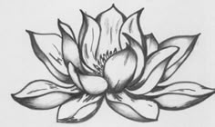 a black and white drawing of a lotus flower