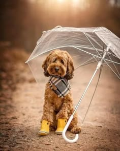 a small brown dog wearing yellow rubber boots and holding an umbrella in its mouth while sitting on the ground