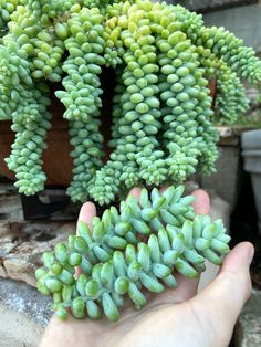 a hand is holding some small green plants