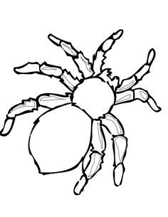 a black and white drawing of a spider