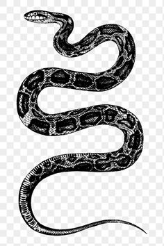 a black and white drawing of a snake on a transparent background, hd png