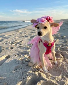 a small dog wearing a pink dress on the beach with its wings spread out and flowers in it's hair