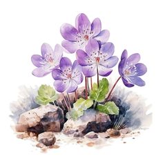 watercolor painting of purple flowers and rocks