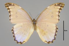 a large butterfly with white wings and brown spots