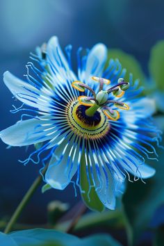 a blue flower with yellow stamens on it's center and green leaves in the background