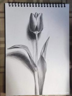 a pencil drawing of a tulip flower