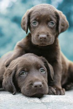 two brown puppies sitting on top of each other with their eyes wide open and looking at the camera