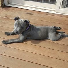 a gray dog laying on top of a wooden floor next to a white sliding door