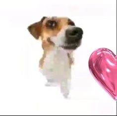 a small dog standing next to a pink heart