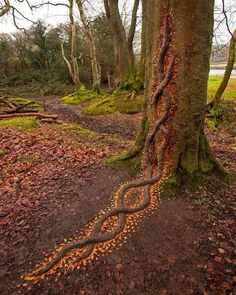 a tree that has some kind of snake crawling on it's side in the woods