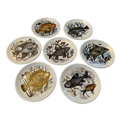 six plates with different types of fish on them