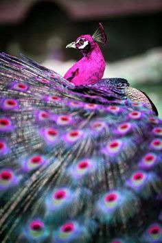 a purple and blue bird with feathers on it's back