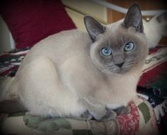 a siamese cat with blue eyes sitting on a bed