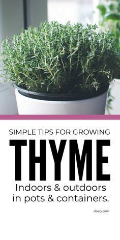 a potted plant with the words thyme indoors and outdoors in pots and containers