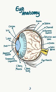 an eye diagram with all the parts labeled