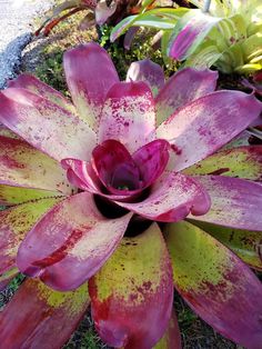 a pink and yellow flower is in the middle of some grass with other plants behind it