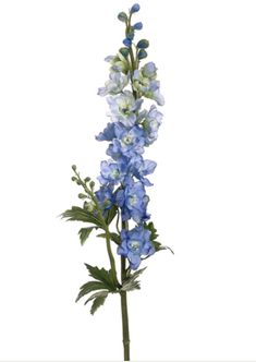 a tall blue flower with green leaves in a vase on a white background, it appears to be blooming