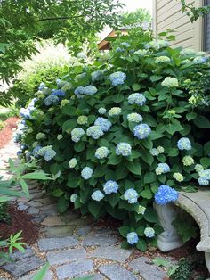 blue and green flowers are growing next to a stone bench